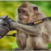 Заработок на фотостоках обезьяна фотограф